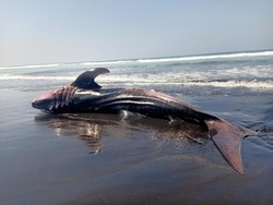 Bangkai Hiu Tutul Terdampar Lagi, Kali ini di Pantai Bali