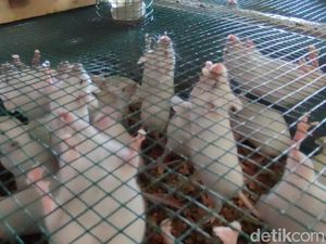 Tikus Putih Penghasil Uang di Ciamis Tikus Putih Penghasil Uang di Ciamis