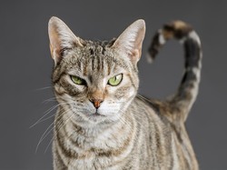 Ekor Kucing dan Kebahagiaan