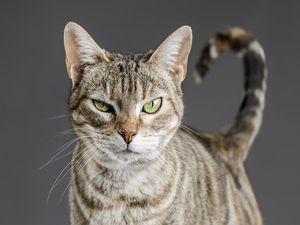 8 Ciri-ciri Kucing yang Sedang Stres, Lengkap Cara Mengatasinya 8 Ciri-ciri Kucing yang Sedang Stres, Lengkap Cara Mengatasinya