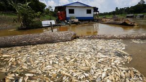 Kekeringan Parah, Sungai Amazon Dipenuhi Ikan Mati
