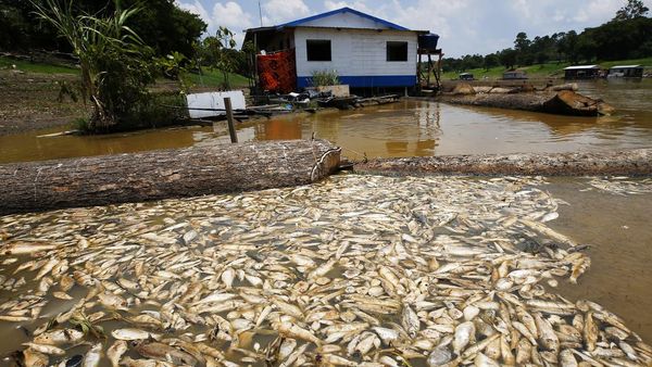 Kekeringan Parah, Sungai Amazon Dipenuhi Ikan Mati