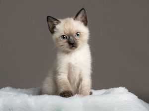 7 Fakta Menarik Tentang Kucing, Benarkah Keturunan Harimau?