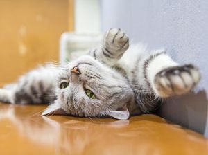 Saat Kucing Pelesiran Bareng Tetangga