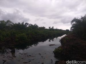 PT Kallista Alam Akhirnya Lunasi Ganti Rugi Karhutla Rp 114 M PT Kallista Alam Akhirnya Lunasi Ganti Rugi Karhutla Rp 114 M