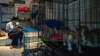 Mengintip Rumah Singgah yang Rawat Ratusan Kucing di Bandung