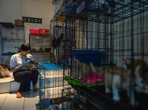 BPJS Hewan Masih Jadi Wacana, Pemerintah Diminta Lebih Perhatikan Pekerja