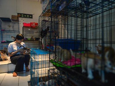 Mengintip Rumah Singgah yang Rawat Ratusan Kucing di Bandung