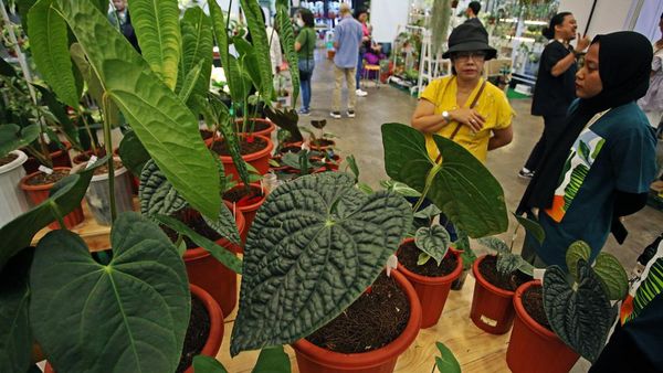 Berburu Tanaman Hias Lokal hingga Mancanegara di BSD