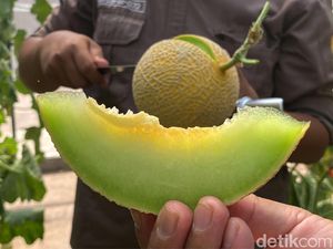 Ada Lahan Melon Premium di Kampus Unpad, Warga Boleh Petik Ada Lahan Melon Premium di Kampus Unpad, Warga Boleh Petik
