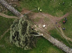 Pohon Ikonik di Film Robin Hood Ditebang Bocah 16 Tahun