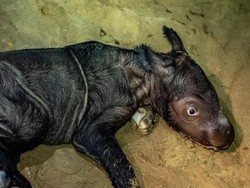 Selamat! Anak Badak Sumatera Lahir di Taman Nasional Way Kambas