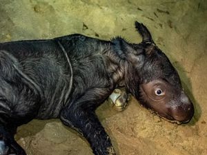 Selamat! Anak Badak Sumatera Lahir di Taman Nasional Way Kambas Selamat! Anak Badak Sumatera Lahir di Taman Nasional Way Kambas