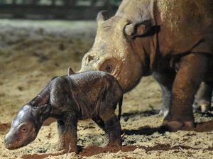 Ratu Badak Sumatera Lahirkan Anak di Taman Nasional Way Kambas Ratu Badak Sumatera Lahirkan Anak di Taman Nasional Way Kambas