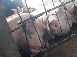 2.000 Babi Asal Sumut Dikirim ke Luar Provinsi, Senilai Rp 7,7 Miliar