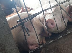 7 Alasan Ilmiah Mengapa Tak Dianjurkan Makan Daging Babi 7 Alasan Ilmiah Mengapa Tak Dianjurkan Makan Daging Babi