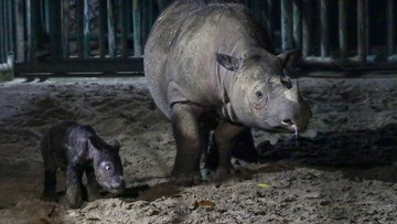 Badak Jawa-Sumatra Terancam Punah, Pakar IPB Jawab dengan Teknologi Ini