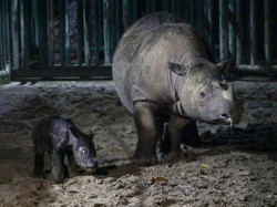 Badak Jawa-Sumatra Terancam Punah, Pakar IPB Jawab dengan Teknologi Ini