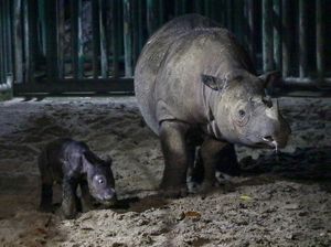 Badak Jawa-Sumatra Terancam Punah, Pakar IPB Jawab dengan Teknologi Ini Badak Jawa-Sumatra Terancam Punah, Pakar IPB Jawab dengan Teknologi Ini