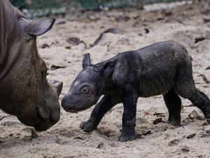 Potret Menggemaskan Bayi Badak Sumatera yang Lahir di TNWK Potret Menggemaskan Bayi Badak Sumatera yang Lahir di TNWK