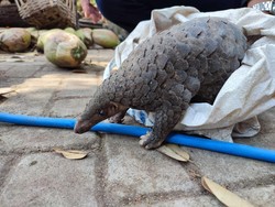 Kemarau Sebabkan Trenggiling Turun Gunung ke Pemukiman Warga Ponorogo