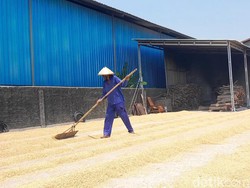 Pemerintah Jaga Harga Gabah Tidak Jatuh di Bawah Rp 6.000/Kg