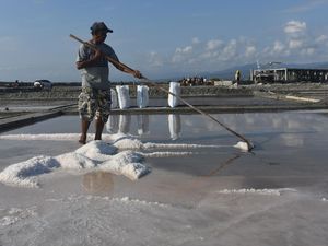 Gegara  El Nino, Harga Garam Turun