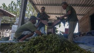 Keren! Warga Ubah Eceng Gondok Jadi Biogas Untuk Memasak