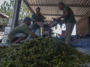 Keren! Warga Ubah Eceng Gondok Jadi Biogas Untuk Memasak Keren! Warga Ubah Eceng Gondok Jadi Biogas Untuk Memasak