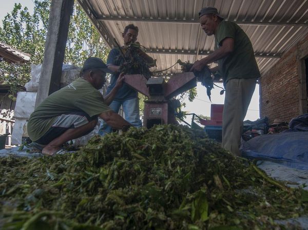 Keren! Warga Ubah Eceng Gondok Jadi Biogas Untuk Memasak