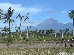 Gunung Semeru Masih Siaga Usai Erupsi