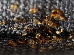 Kasus Kutu Busuk di Korsel Mulai Ngegas, Ini Awal Mulanya