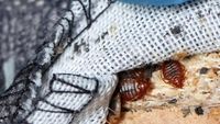 Potret Paris Bersih-bersih Kutu Busuk, Kebal Disemprot Insektisida