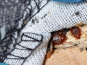 Pria Singapura Bakar Kasur demi Basmi Kutu Busuk, Malah Picu Korban Jiwa Pria Singapura Bakar Kasur demi Basmi Kutu Busuk, Malah Picu Korban Jiwa