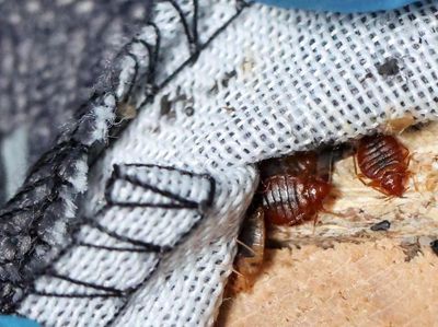 Potret Paris Bersih-bersih Kutu Busuk, Kebal Disemprot Insektisida