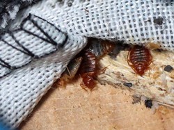 Jangan Sampai Rumahmu Seperti Prancis, Begini Cara Basmi Kutu Busuk