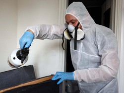 Ngeri! Paris Diserang Kutu Busuk yang Kebal Insektisida, Sulit Diberantas