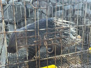2 Satwa Langka Tangkapan Warga di Sanggabuana Diserahkan ke BBKSDA 2 Satwa Langka Tangkapan Warga di Sanggabuana Diserahkan ke BBKSDA
