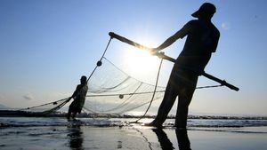 Aksi Nelayan Banyuwangi Tangkap Ikan Pakai Jaring Tarik Pantai