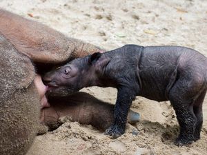 Ada Perjuangan Panjang di Balik Lahirnya Bayi Badak Sumatera di Way Kambas