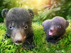 Kabar Gembira! 2 Bayi Beruang Hitam Himalaya Liu dan Liam Lahir di Bali Safari