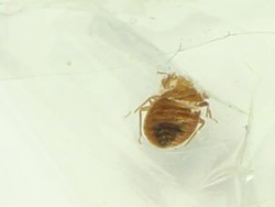 Siasat Prancis Bersih-bersih Wabah Kutu Busuk, Siapkan Anjing Pelacak untuk Deteksi