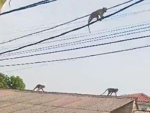 Permukiman di Cipayung Jaktim Kembali Diserbu Monyet, Warga Resah