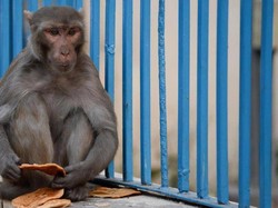 Kawanan Monyet Liar Masuk ke Permukiman Warga di Cipayung Jaktim