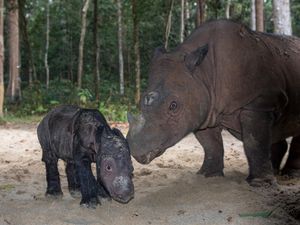 Kisah Sejoli Badak Sumatera hingga Lahirkan Anak di Way Kambas Kisah Sejoli Badak Sumatera hingga Lahirkan Anak di Way Kambas