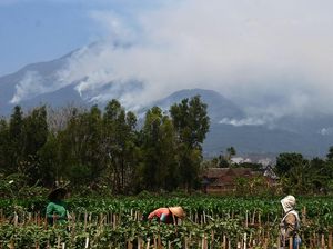 Mbok Yem Tak Dievakuasi Meski Puncak Gunung Lawu Terbakar