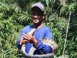 Tloler! Tebang Bambu, Warga Boyolali Dikagetkan Ular Sanca 2,5 Meter