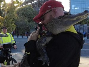 Sebebas-bebasnya AS, Aligator Tetap Terlarang Masuk Stadion