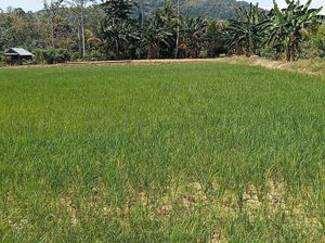 50 Hektare Sawah di Palopo Terancam Gagal Panen Imbas Kemarau Panjang