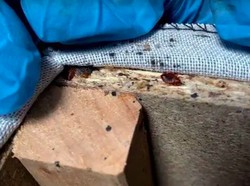 Paris Diserbu Kutu Busuk, Pemerintahnya Sampai Turun Tangan